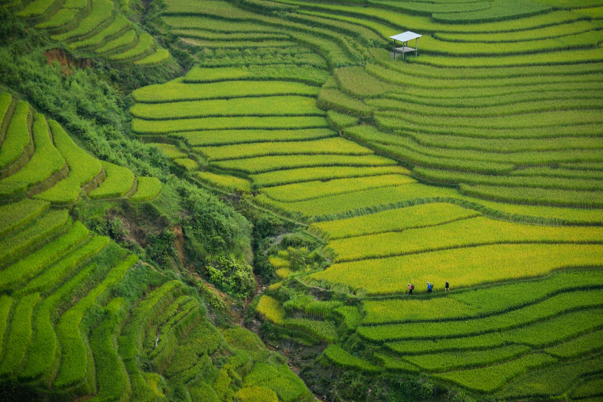 Farmers walking through rice terraces in Sapa