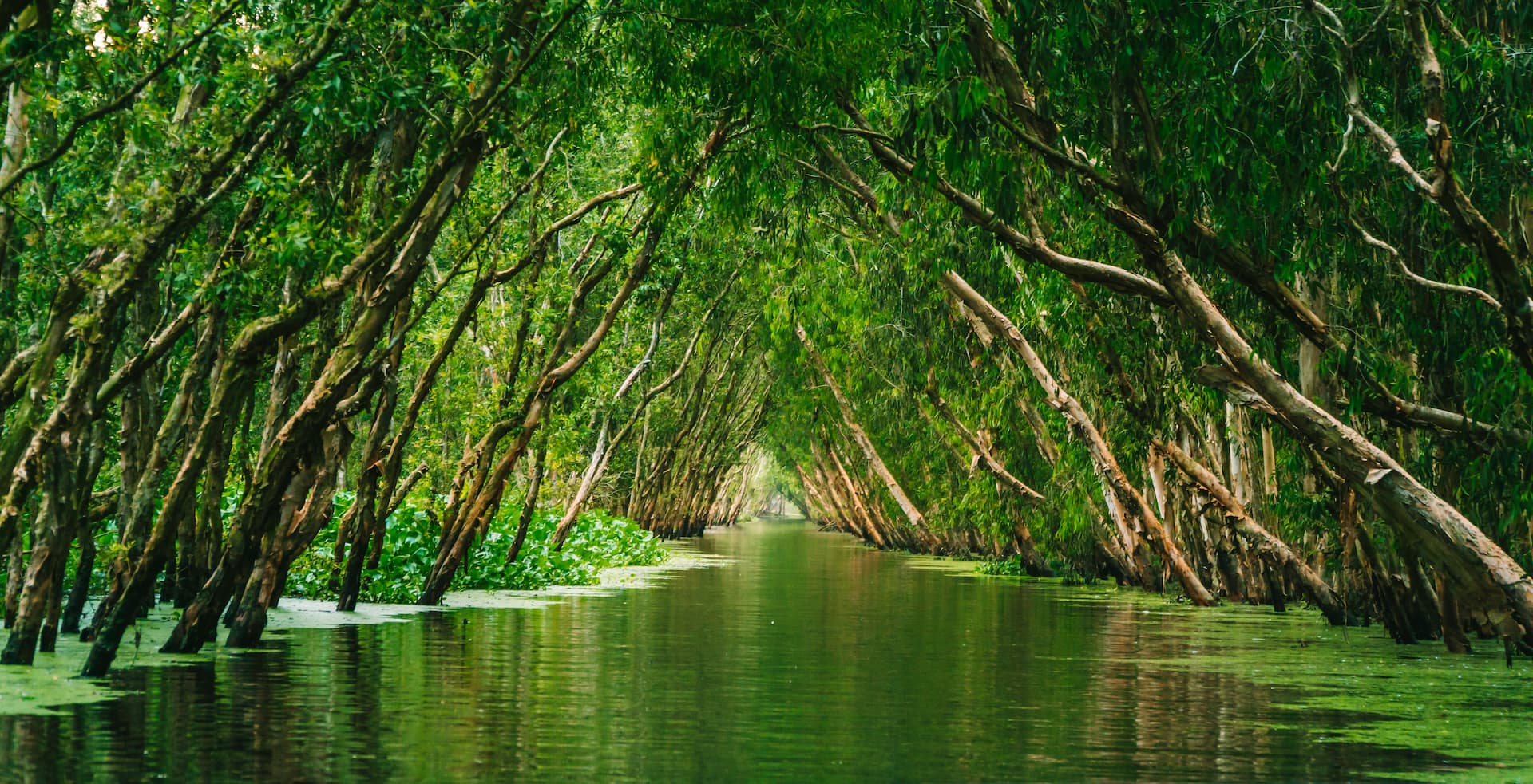 Flooded forest waterway beneath dense water coconut palms in southern Vietnam